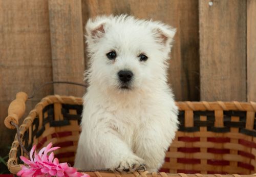 puppy, for, sale, West Highland White Terrier, Amos B. King, dog, breeder, Romney, WV, dog-breeder, puppy-for-sale, forsale, nearby, find, puppyfind, locator, puppylocator, aca